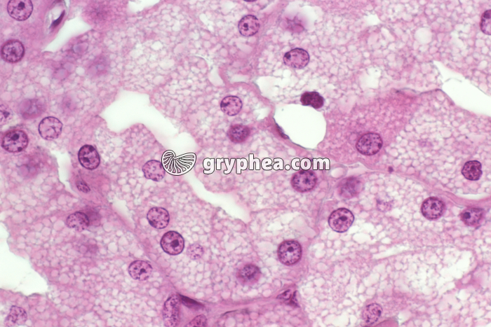 Glande lacrymale (Cobaye) x200 - gryphea.org